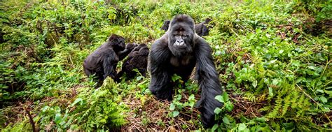 Rwanda Gorilla Trekking Tours & Safaris | Rwanda Gorilla Trekking |Rwanda gorilla safari