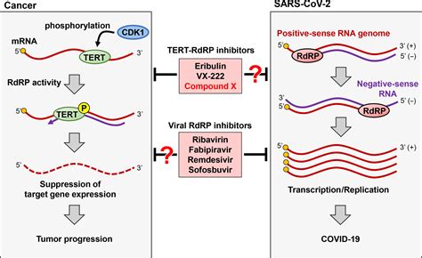 RNA‐dependent RNA polymerase, RdRP, a promising therapeutic target for ...