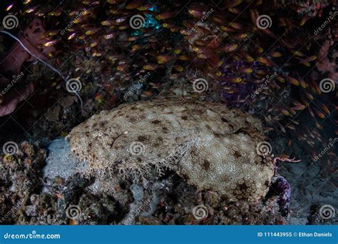 Tasseled Wobbegong Shark in Raja Ampat Stock Image - Image of conservation, habitat: 111443955