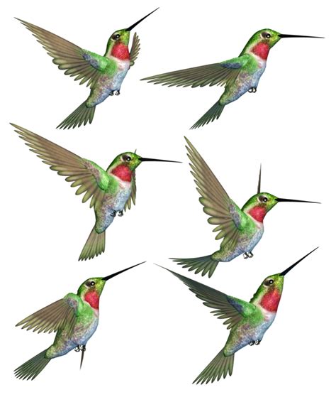 Hummingbird PNG Transparent Image | PNG Mart