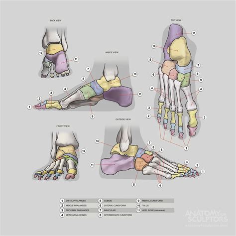 https://www.anatomynext.com/anatomy_full.php?menu=196 Anatomy Bones, Foot Anatomy, Human Body ...