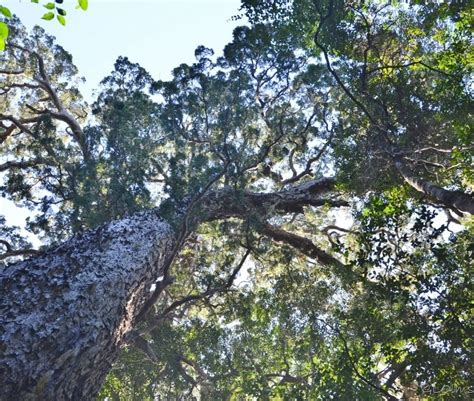 Save the Yellowwood - South Africa's National Tree | African Budget Safaris