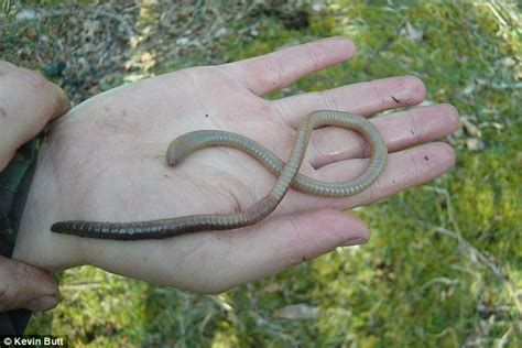 Scientists on the Isle of Rum, Scotland have found earthworms 1.3ft ...