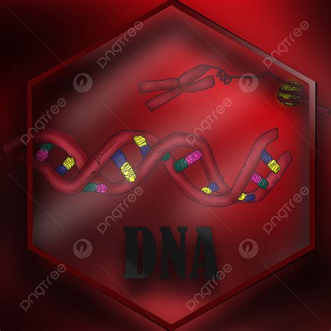 Dna Helix PNG Picture, Dna Helix In Formation Of The Chromosome, Dna, Helix, Sequence PNG Image ...