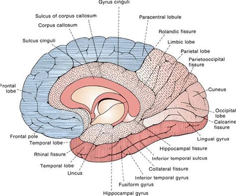 Pictures Of Cerebral HemispheresHealthiack