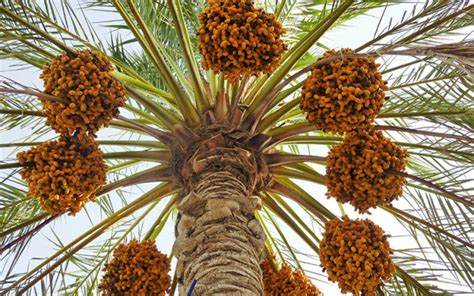 Long-Term Experiment on Evaluation of Elite Date Palm Varieties for ...