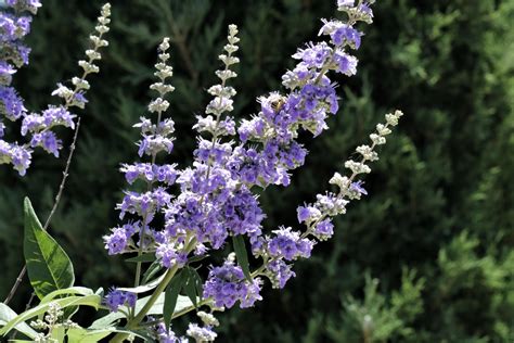 Purple Butterfly Bush Blooms Free Stock Photo - Public Domain Pictures