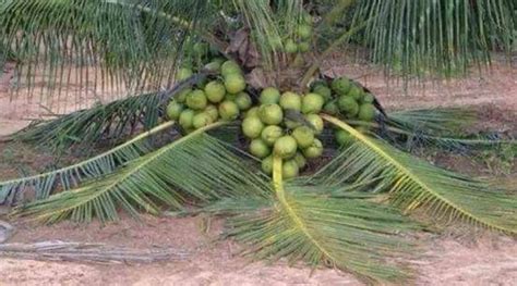 Malaysian dwarf coconut seedlings for sale.