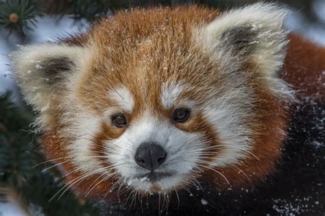 Red Panda Snow - PentaxForums.com