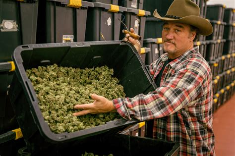 'Growing Belushi' goes inside Jim Belushi's cannabis empire