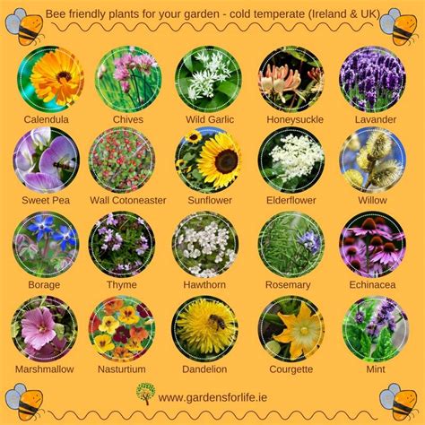 Bee Friendly Plants - Collection | Gardens for Life