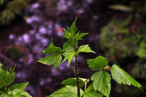 Nettle Yorkshire Pudding – Tendril Apothecary and Healing Center