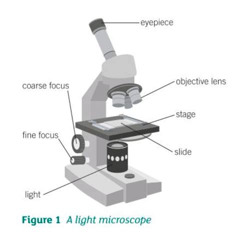 Light Microscope Diagram With Labels at Krista Sims blog