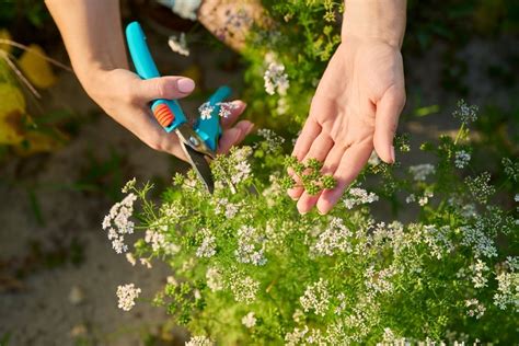 How to Harvest Cilantro Seeds- Dry, Collect & Store them!