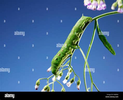 green caterpillar looking for food Stock Photo - Alamy