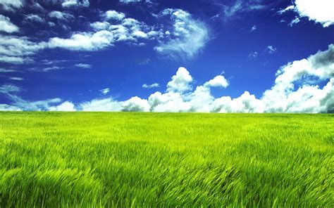 20+ Grassland HD Wallpapers and Backgrounds