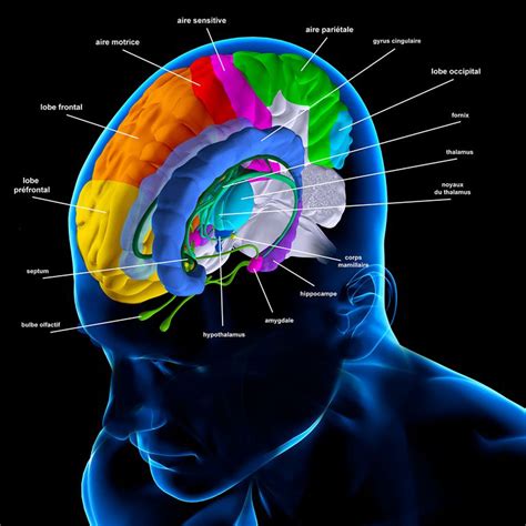 Meninges: Function and Layers, and Health Problems