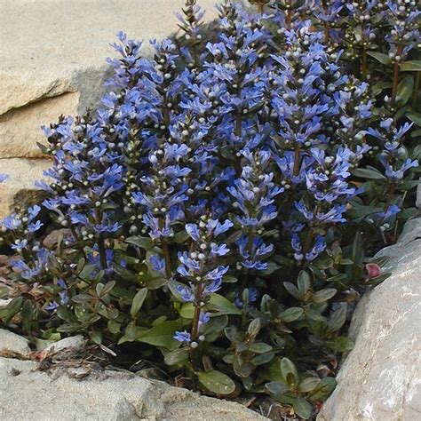 Ajuga 'Chocolate Chip' Bugleweed For Sale | Perennials – Great Garden ...