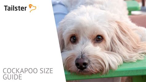 Cockapoo Size Guide