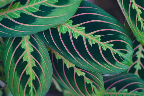 How to Grow Red Veined Prayer Plant | Gardener’s Path