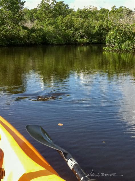 Kayaking Florida – Rookery Bay, Naples (Round 2) | Nick Botner