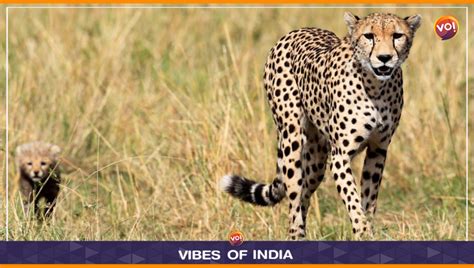 In the inaugural year of cheetahs’ reintroduction in India, the journey has witnessed both ...