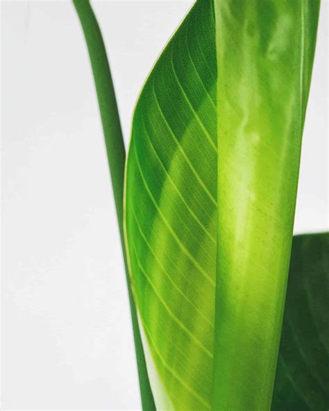 Why Bird of Paradise Leaves Don't Open and What You Can Do to Help - The Healthy Houseplant