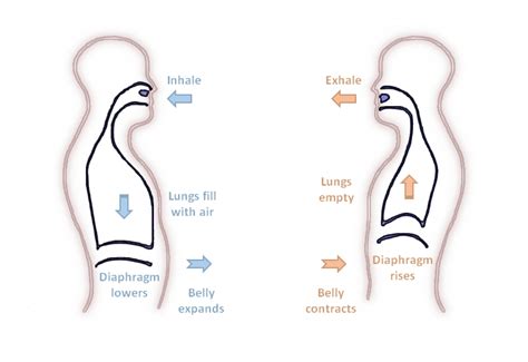 What is Diaphragmatic breathing and why should I do it? - The Professional Massage Academy
