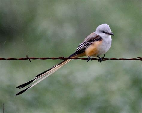 Free picture: scissor, tailed, flycatcher, bird, tyrannus forficatu