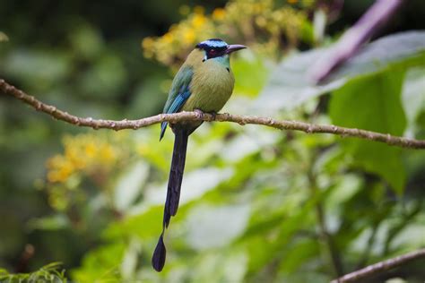 Amazonian Safari - Animals of the Peruvian Amazon - CBS News