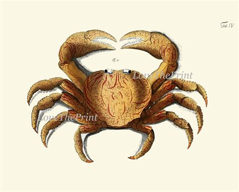 Vintage Crab Prints Wall Art Set of 6 Beautiful Antique Red - Etsy