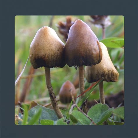 Psilocybe Semilanceata - Buy Magic Mushroom, Magic Truffles and ...