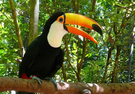 Toco Toucan Habitat