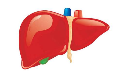 A Bioartificial Liver | Medical Automation healthcare automation, equitable healthcare, medical ...