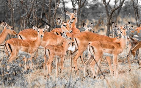 Herd Of Deer - Wallpaper, High Definition, High Quality, Widescreen