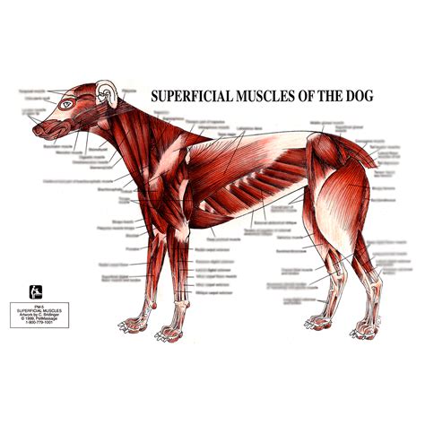 PetMassage Chart #5: Superficial Muscles of the Dog · PetMassage ...