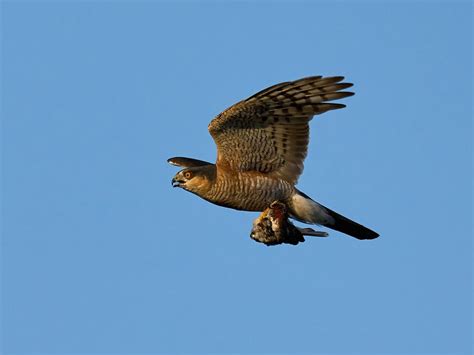 Sparrowhawk Hunting (Behaviour, Prey, Techniques + FAQs) | Birdfact