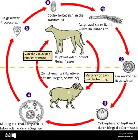 Echinococcus Life Cycle German2 Stock Photo - Alamy