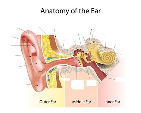 Ear Canal Diagram Diagram | Quizlet