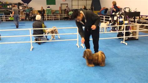 Dog show training - YouTube