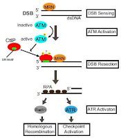 DNA Repair With a Molecular Tool | Uncommon Descent