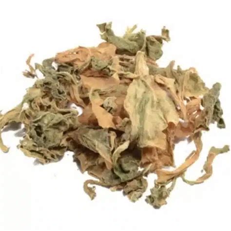 The Uses and Benefits of Kanna Leaves (Sceletium Tortuosum) - Mimosa ...