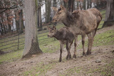 Altai wapiti - Alchetron, The Free Social Encyclopedia