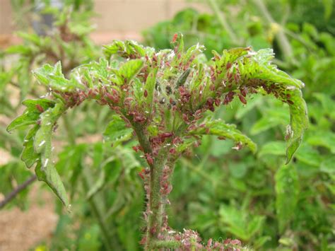 Integrated Pest Management in the School Garden - School Garden Weekly