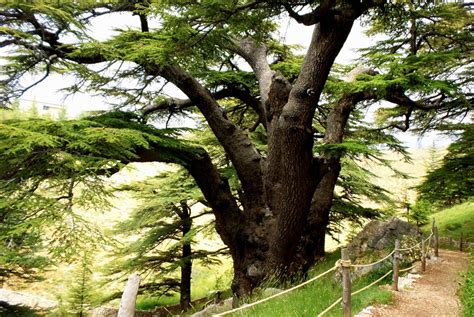 All that interests you about the Cedar Forest Reserve in Lebanon for an ...