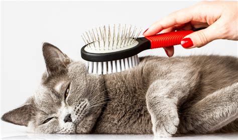 Cat Grooming in Townsville by Industry experts - loretta Pet Styles