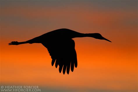 Sandhill Crane Silhouette by Heather Forcier - Photo 5588565 / 500px