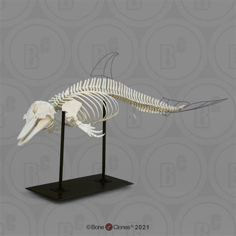 Dolphin Skeleton Drawings