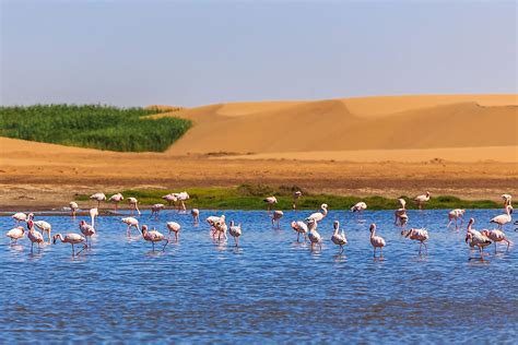 Animals Of The Kalahari Desert - WorldAtlas