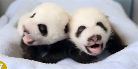 100 Days Of Twin Baby Pandas Growing Up Could Melt A Heart Of Steel ...